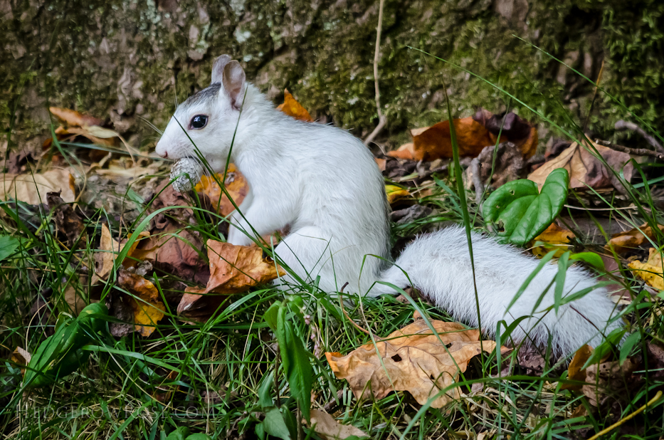 The White Squirrels of Western North Carolina