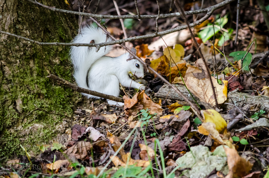 White Squirrels of Western North Carolina via Hedgerow Rose - 3