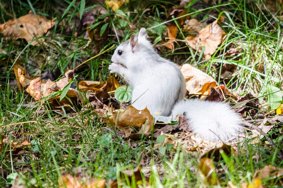 White Squirrels of Western North Carolina via Hedgerow Rose - 4