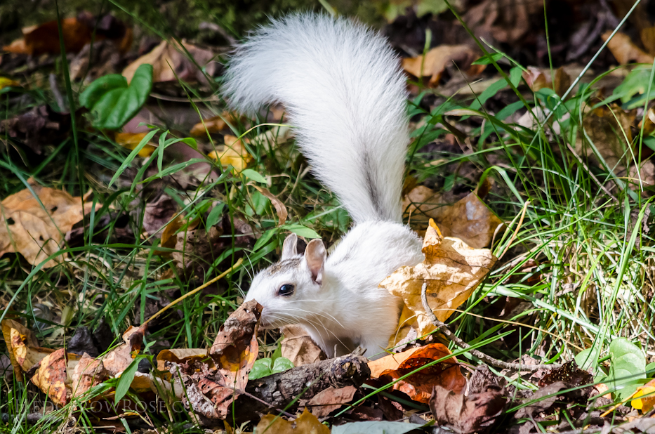 White Squirrels of Western North Carolina via Hedgerow Rose - 5