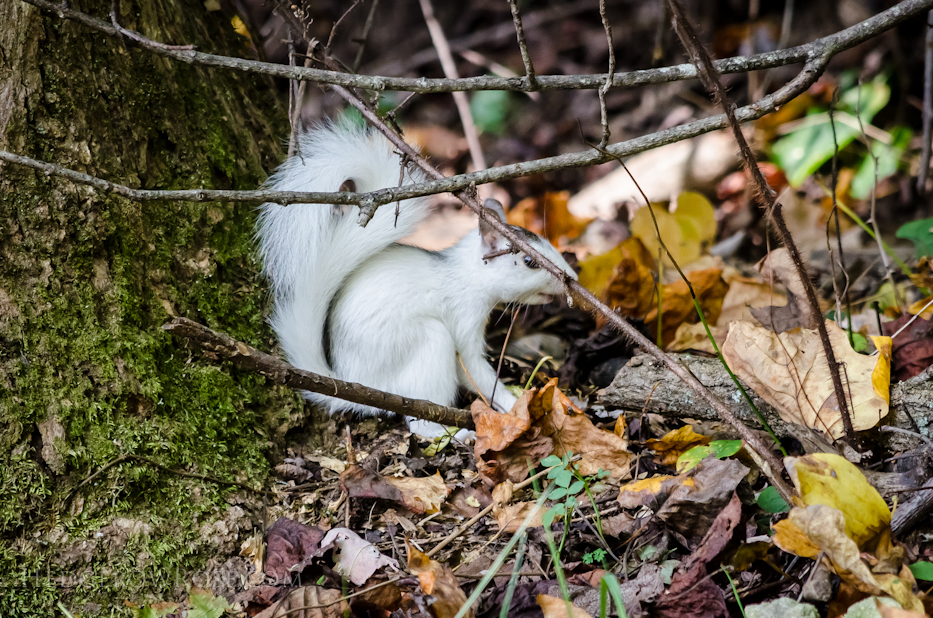 White Squirrels of Western North Carolina via Hedgerow Rose - 6