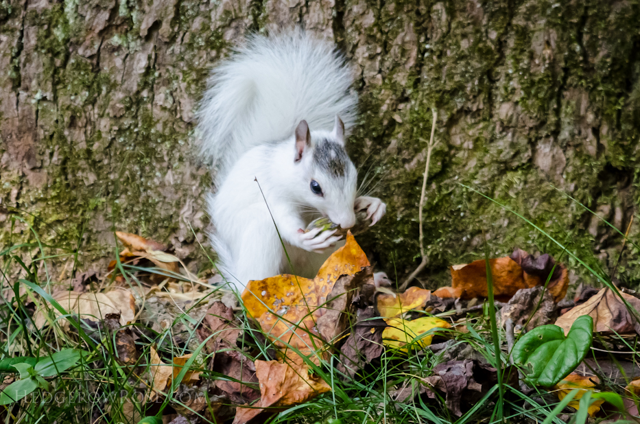 White Squirrels of Western North Carolina via Hedgerow Rose - 7