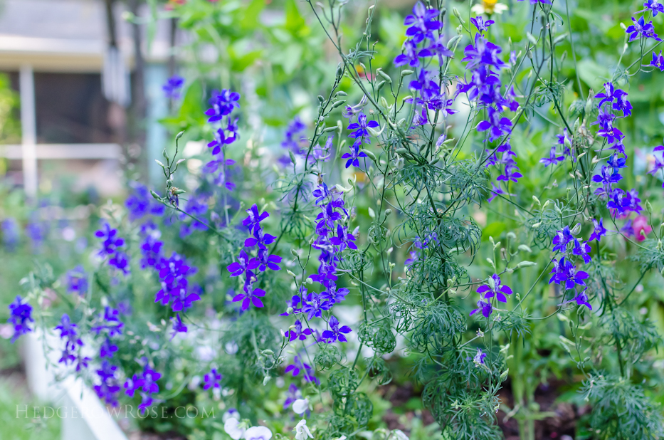 blue larkspur