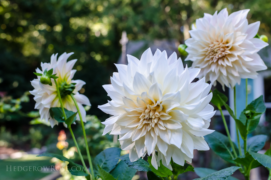 dahlias and our little blue house