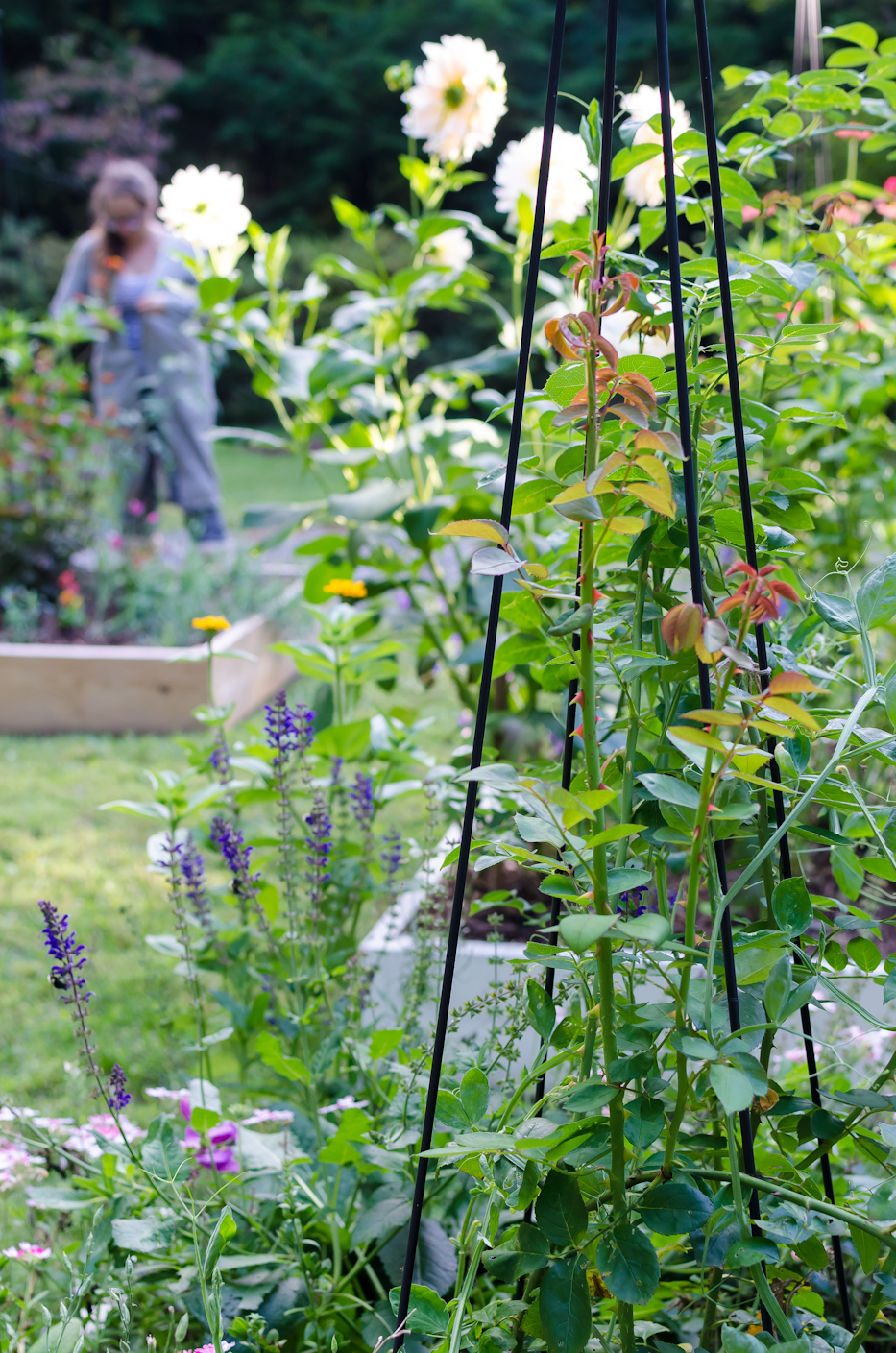 garden, september 2015