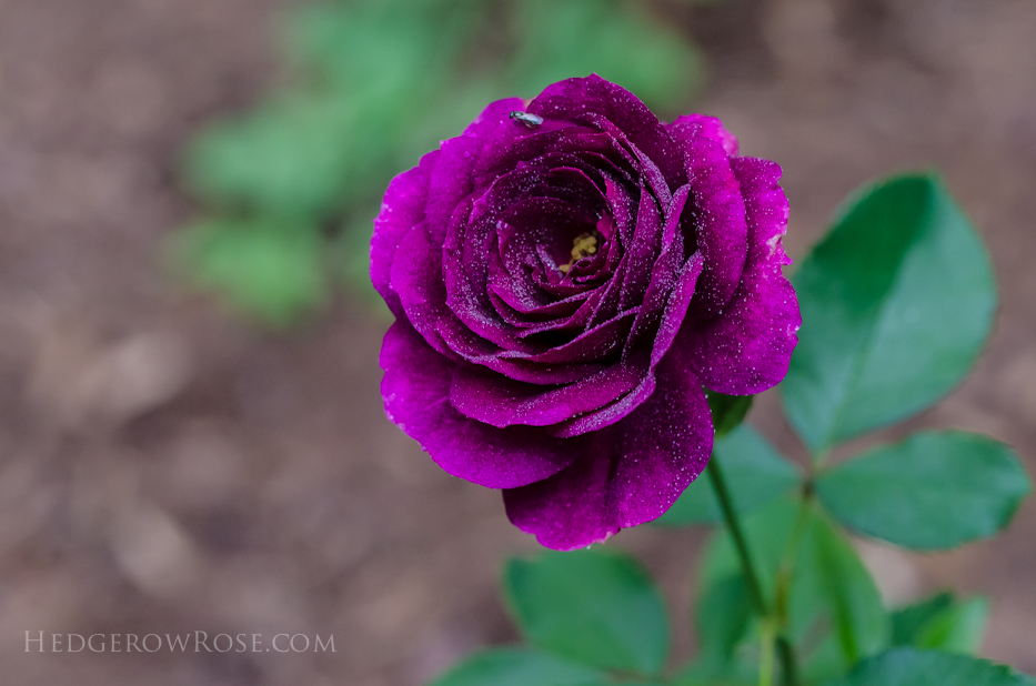 purple mystery rose