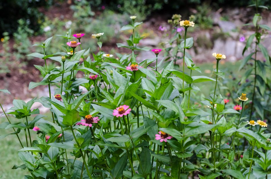 scabiosa zinnias