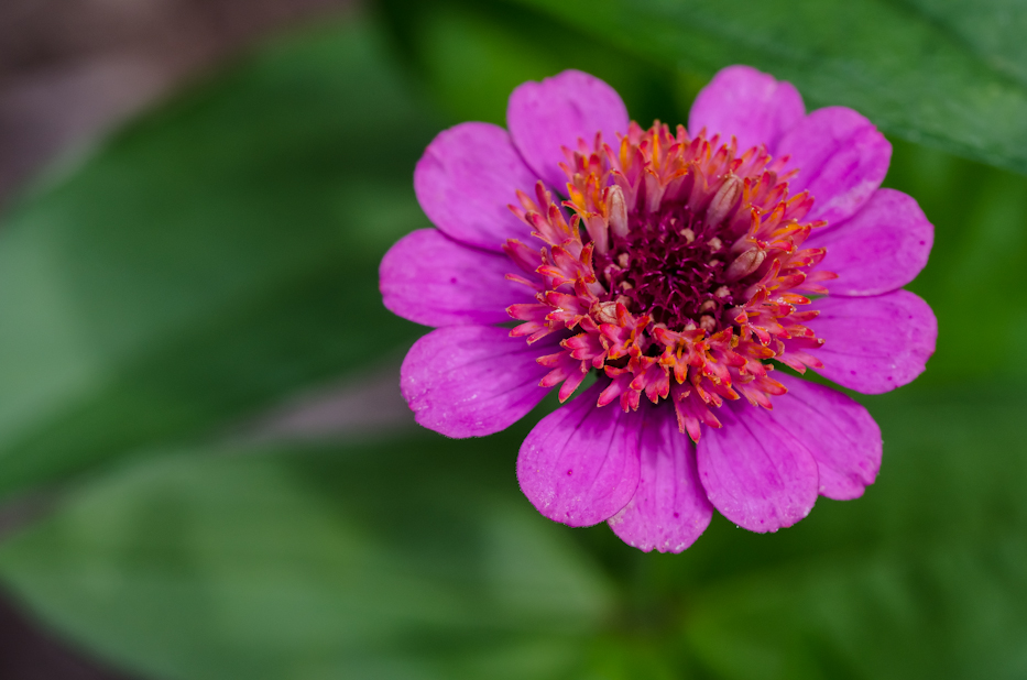 scabiosa zinnias2