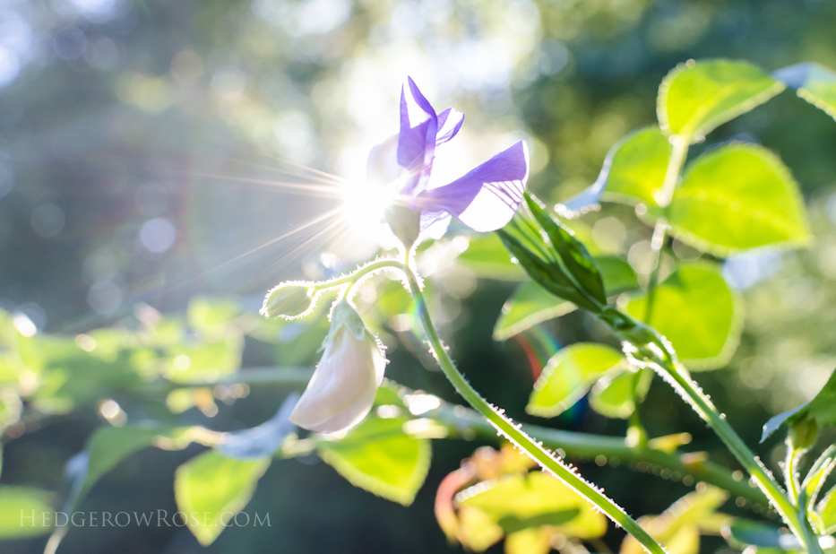 sweet pea all lit up