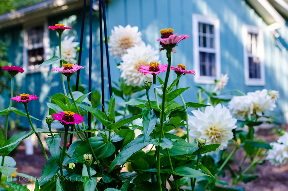 zinnias and dahlias