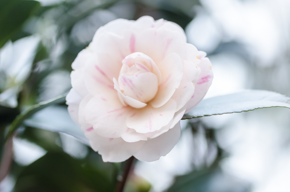 Camellia japonica 'April Dawn' 2