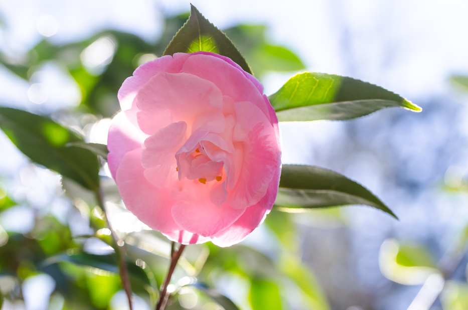 Camellia japonica 'April Dawn'