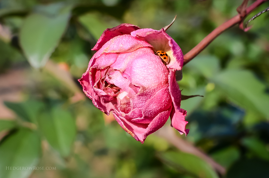 Ivor's Rose and ladybug