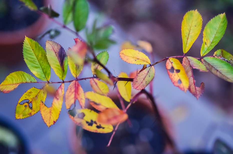 autumn leaves on Basye's Purple