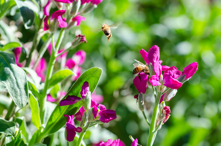 bees and stocks