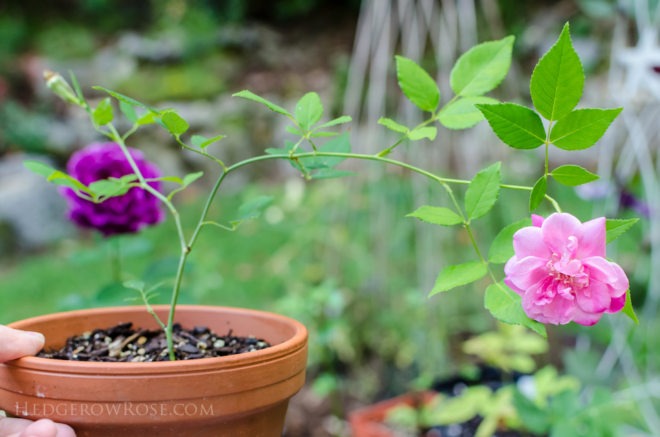 red smith's parish tiny bloom