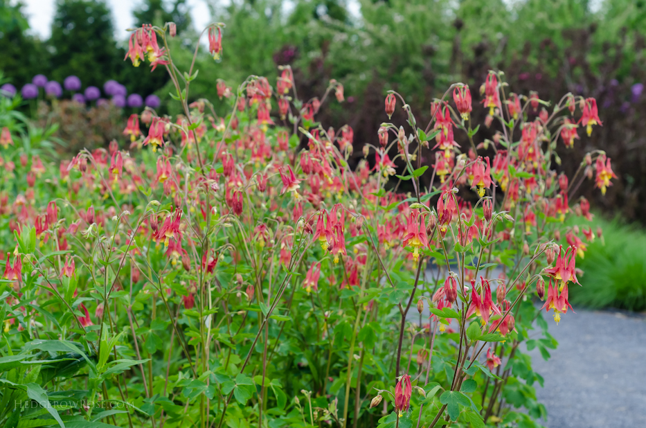 Aquilegia canadensis