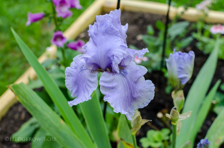 Bearded Iris Rio Vista