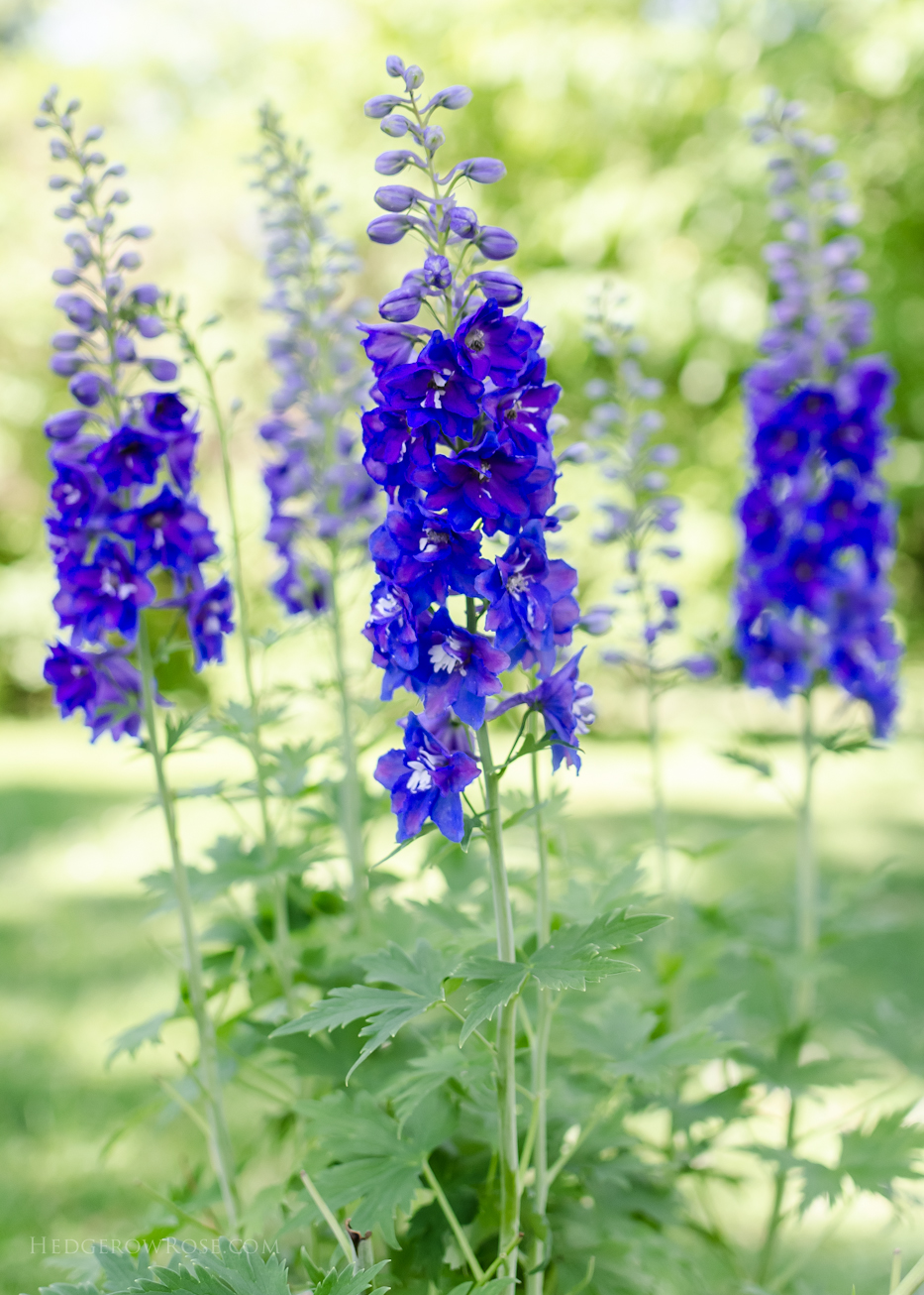 Delphinium 2015