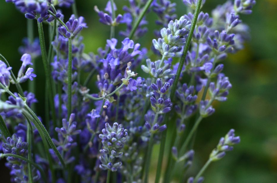 English lavender