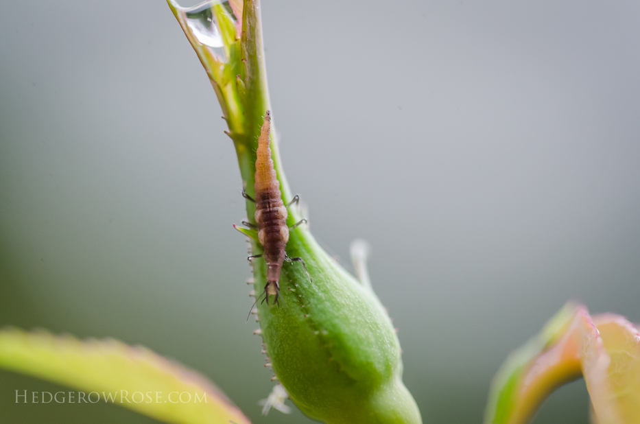 green-lacewing-larvae-on-rose-bud-via-hedgerow-rose