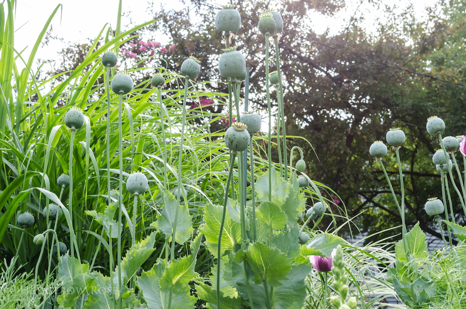 Hungarian Blue Poppy Pods