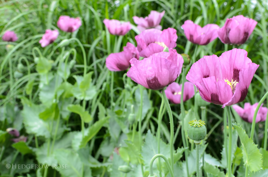 Hungarian Blue Poppy