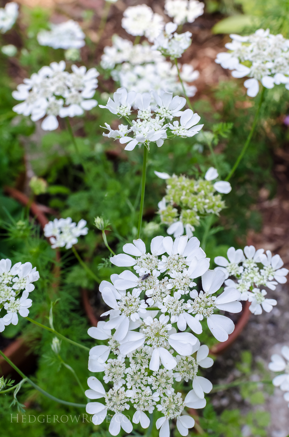 Orlaya grandiflora in containers