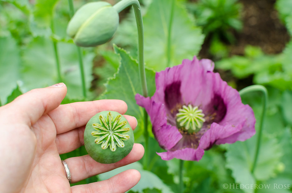 Papaver Hungarian Blue