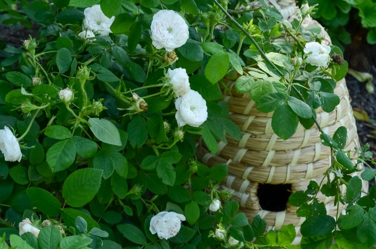 How I grow roses in a “no-spray” garden