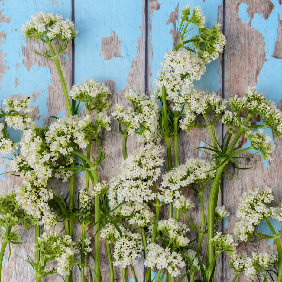 Valerian