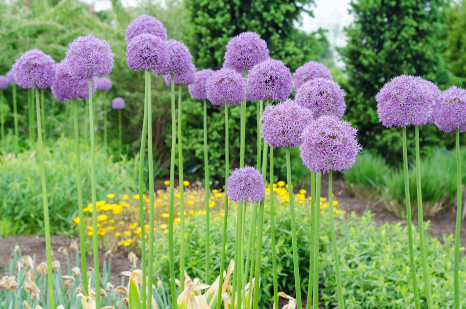 alliums