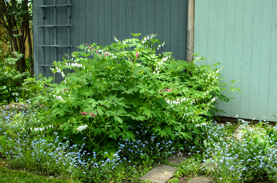 bleeding heart and shed colors