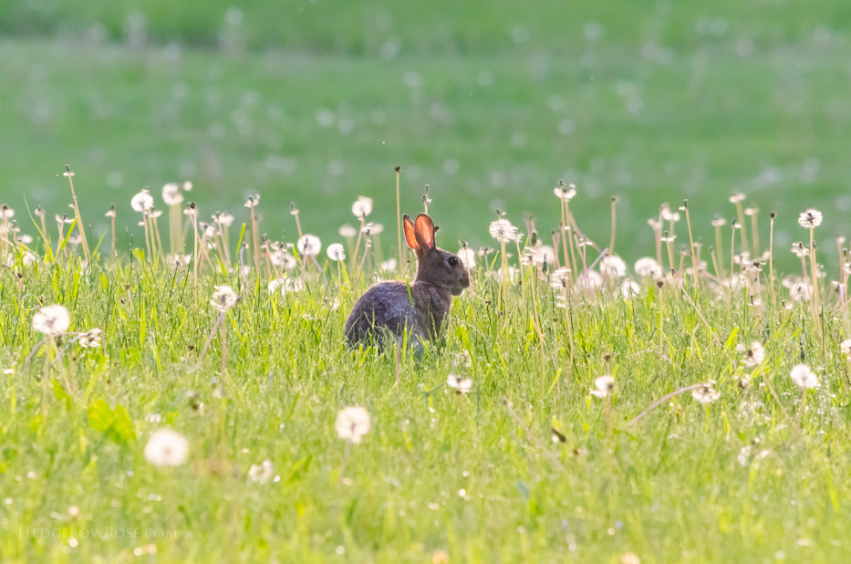 cottontail rabbit in field of dandelions