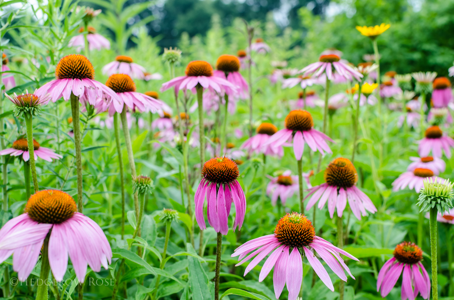 echinacea 10-20-2