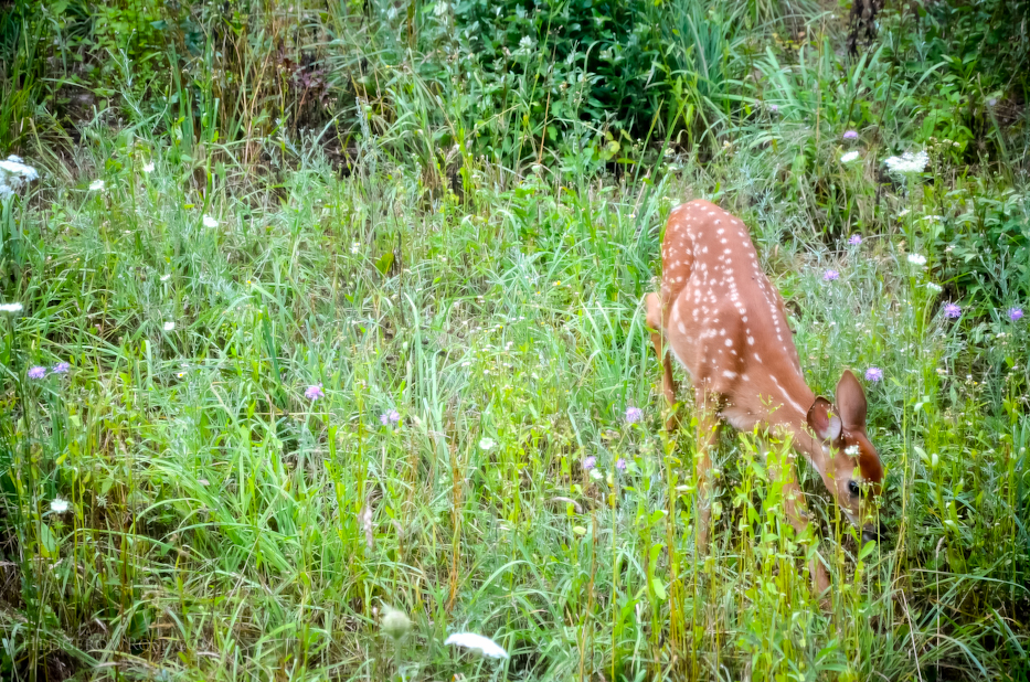 foraging fawn