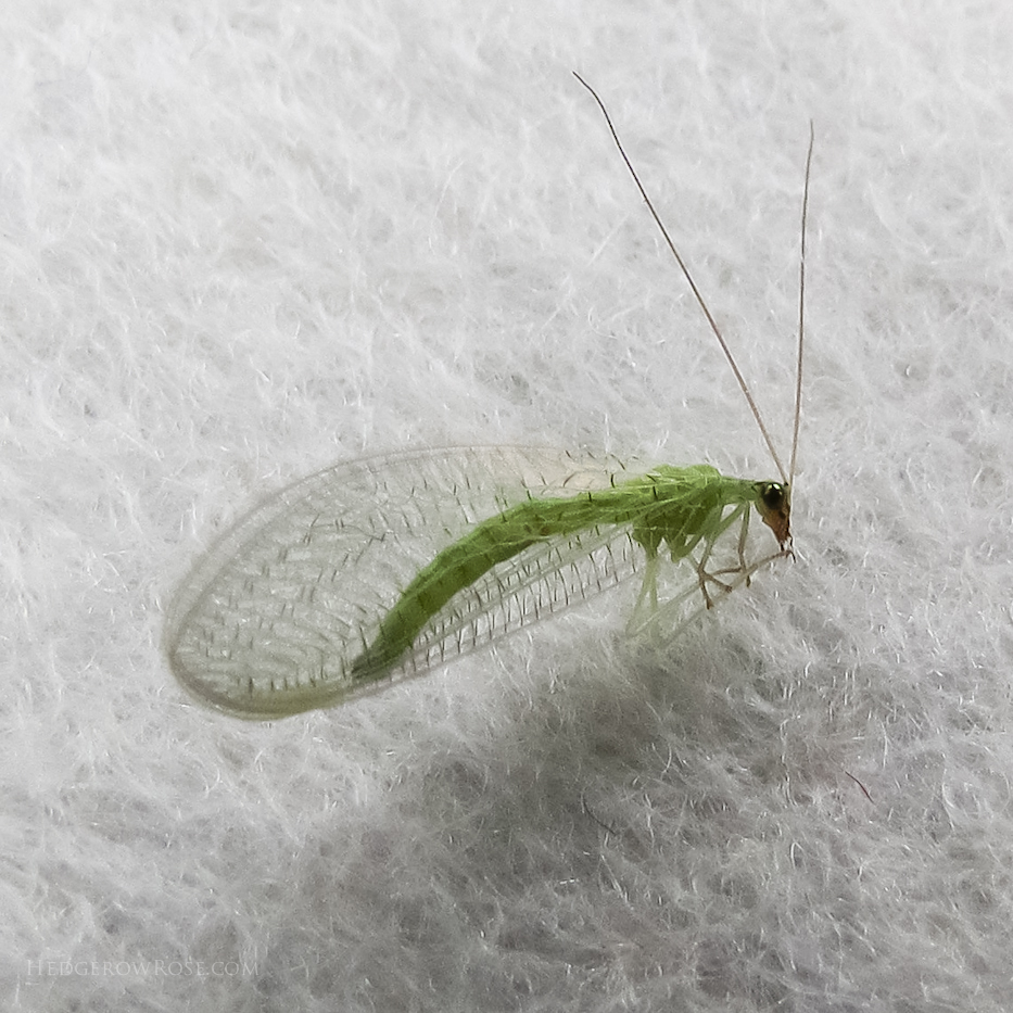 green lacewing