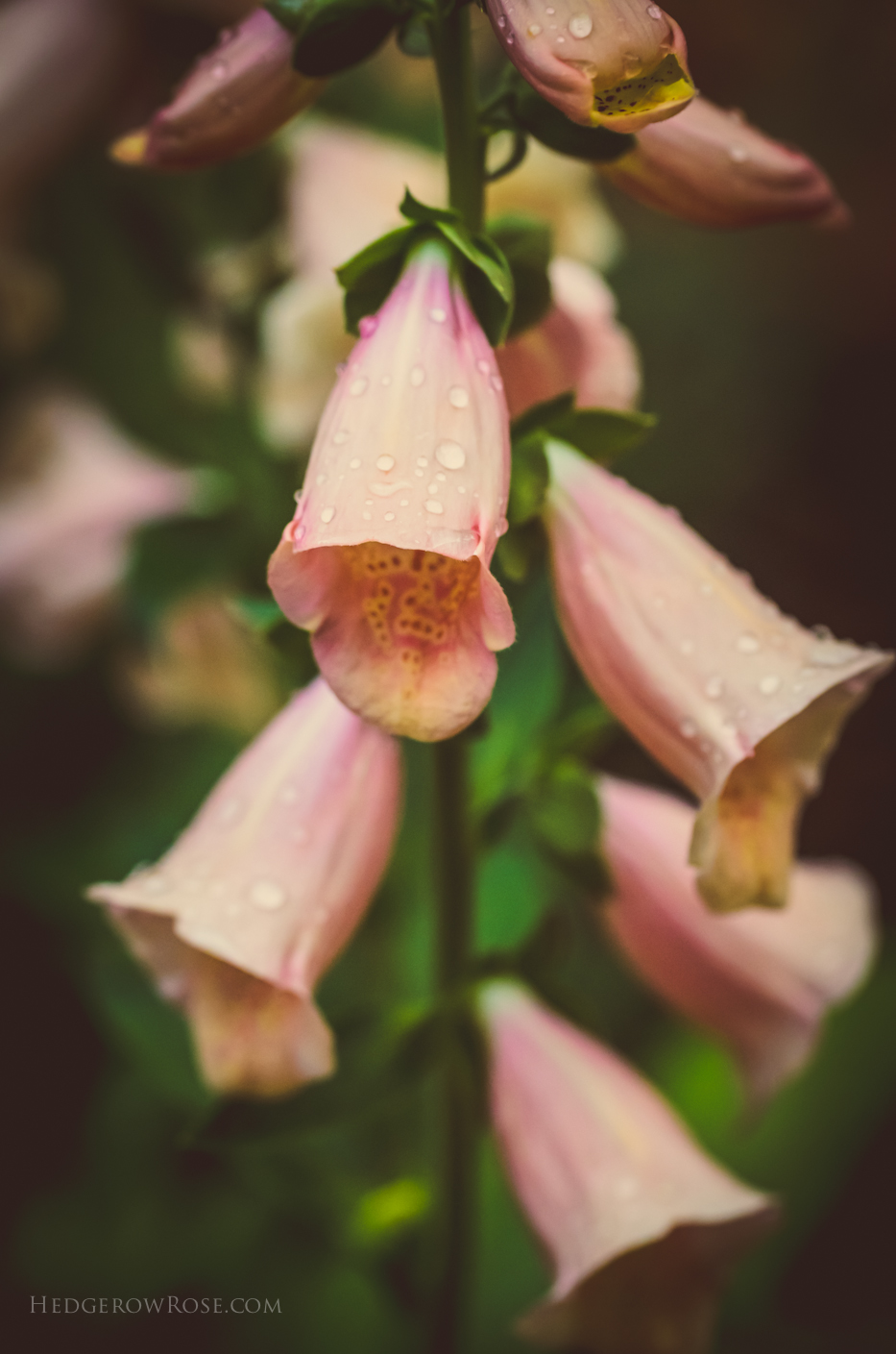 peach foxglove