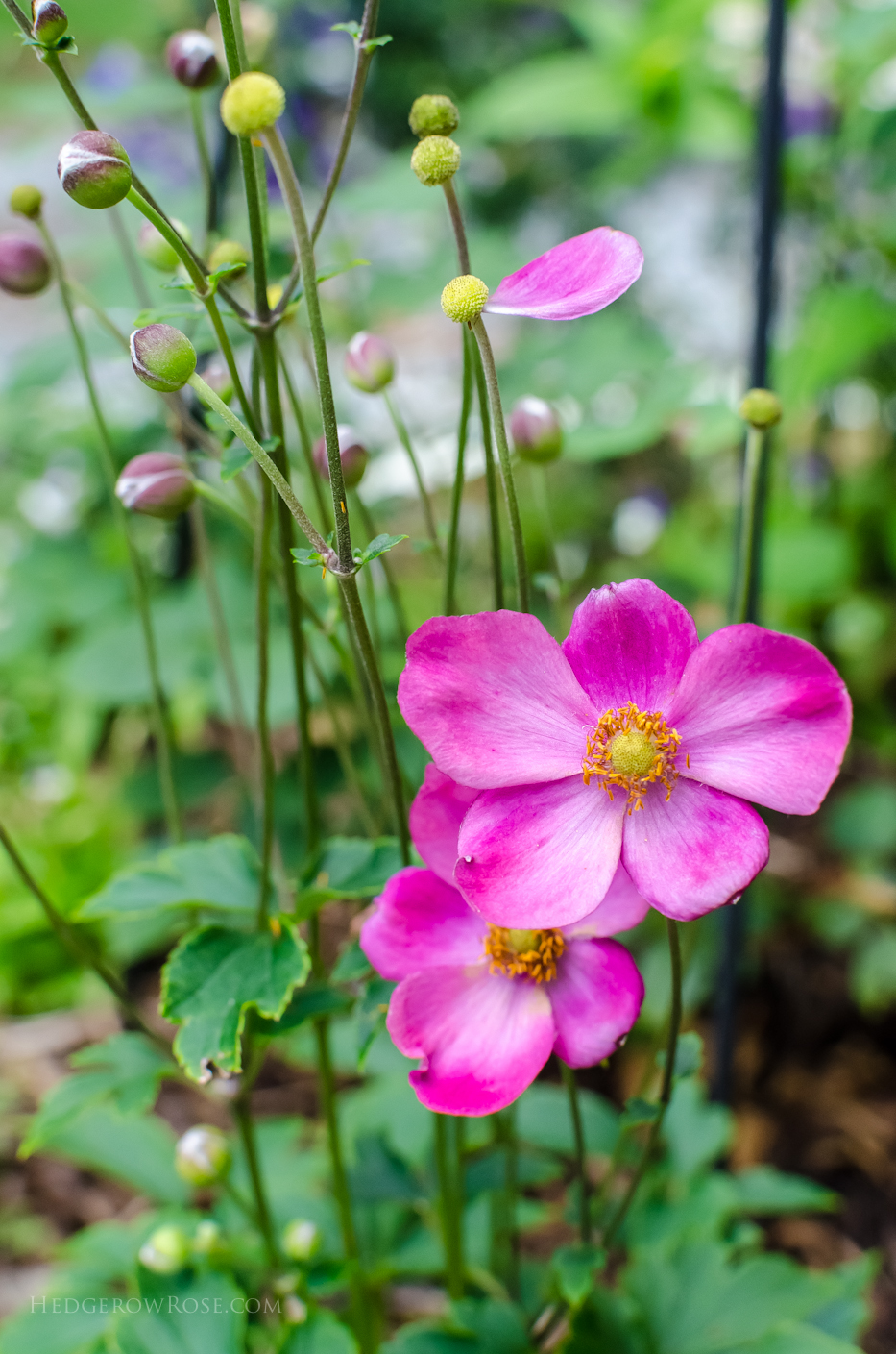 pink anemone 2015