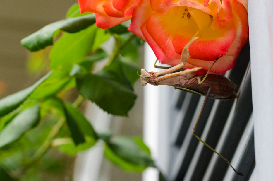 praying mantis in autumn 3