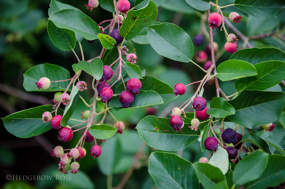 running serviceberry june 2013 - 4