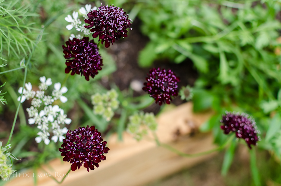 scabiosa 10-15-1