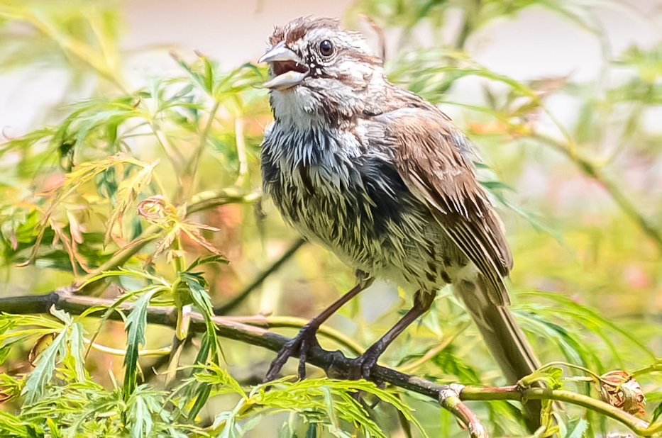 song sparrow