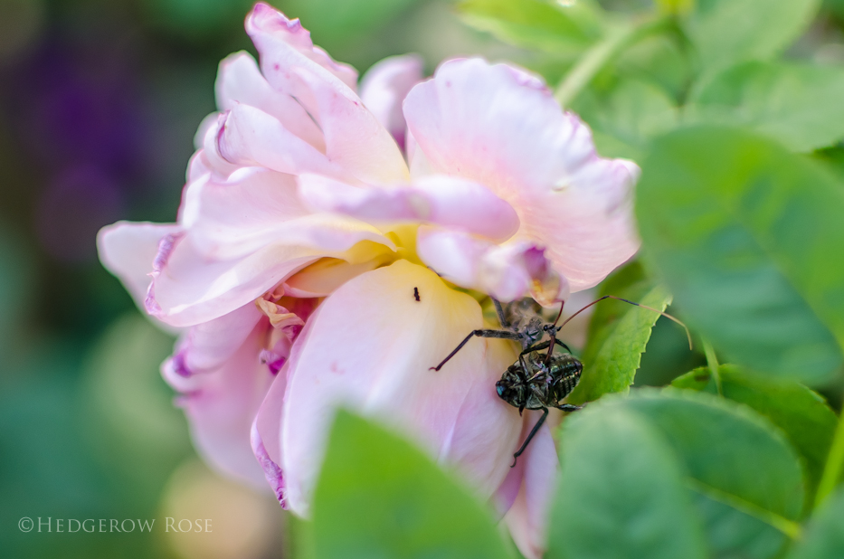 wheel bug 10-15-1-1