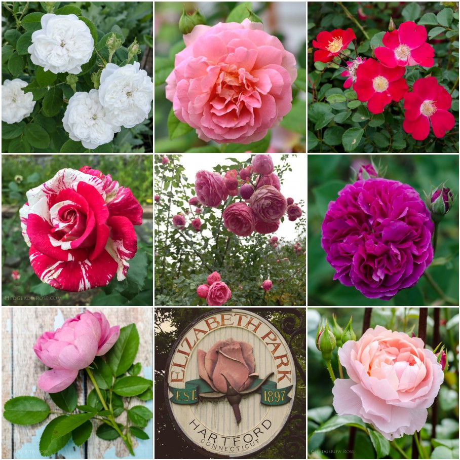 Examples of Bloom Form and Petal Count in Roses – Hedgerow Rose®
