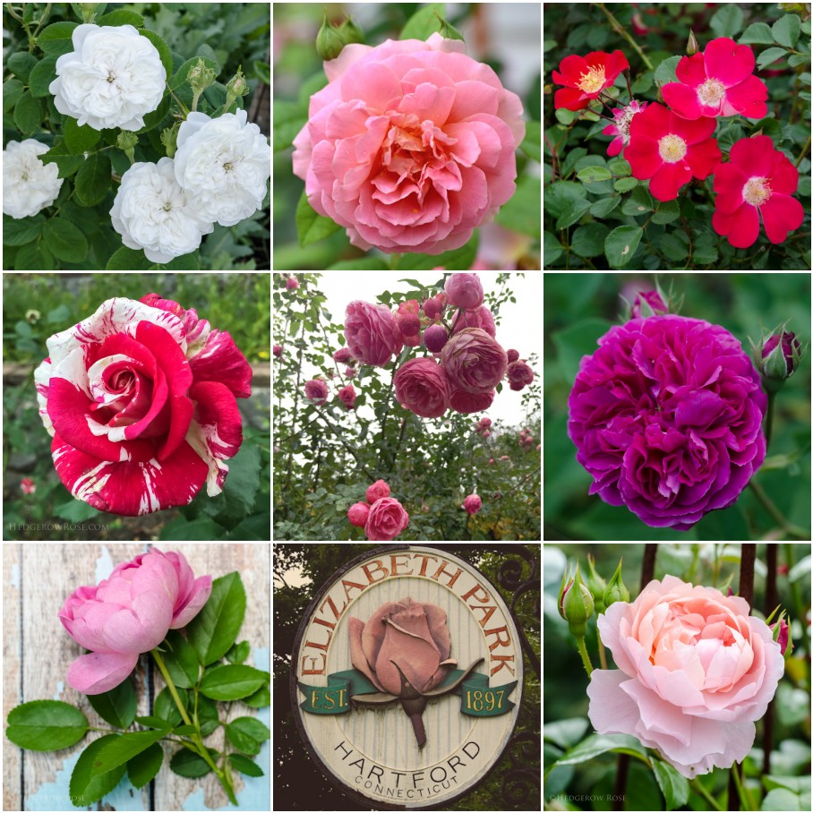 Examples of bloom forms in roses via Hedgerow Rose