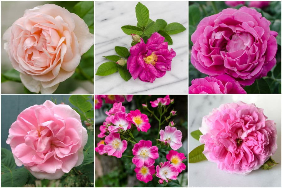 Examples of Bloom Form and Petal Count in Roses – Hedgerow Rose®