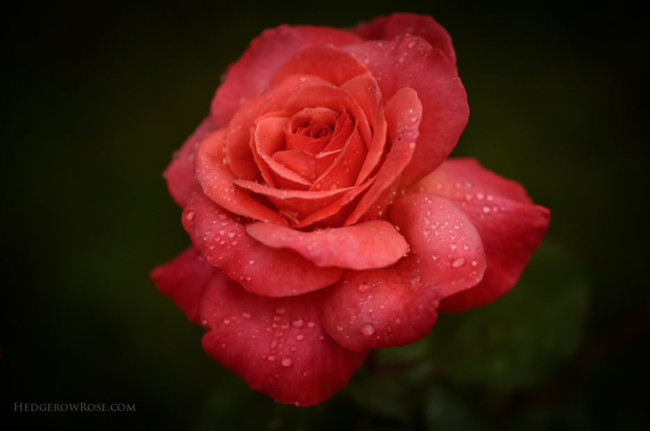 Sedona via Hedgerow Rose