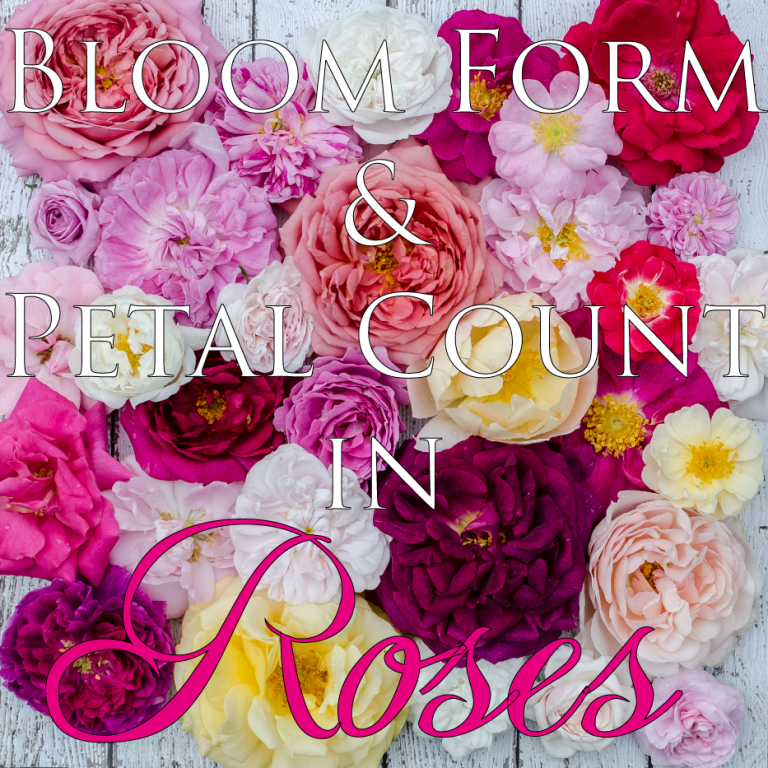 Examples of Bloom Form and Petal Count in Roses