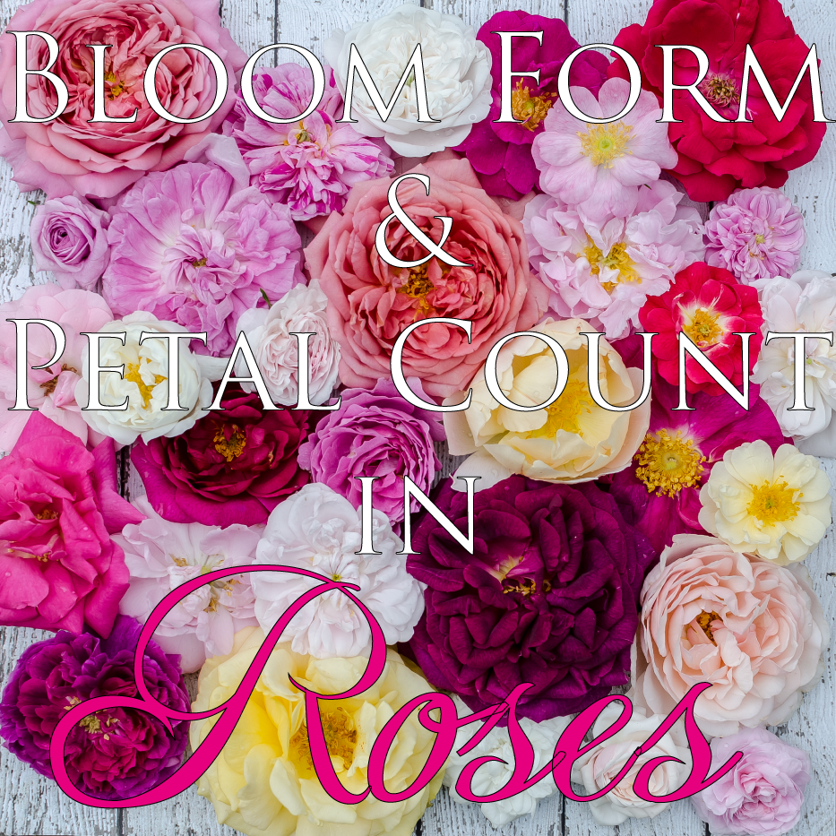 Examples of Bloom Form and Petal Count in Roses – Hedgerow Rose®